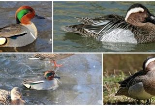 Beschrijving van blauwgroen eenden en hun soort, waar fluitjes leven en dieet