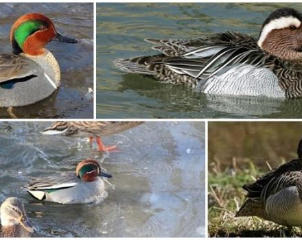 Descripción de los patos cerceta y sus especies, donde viven los silbidos y su dieta.