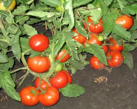 Penerangan mengenai varieti tomato Three Sisters, dan hasilnya