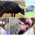 Causes of infection and symptoms of babesiosis in cattle, methods of treatment and prevention