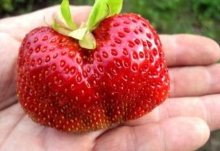 Description et caractéristiques de la variété de fraises Gigantella, plantation, culture et entretien