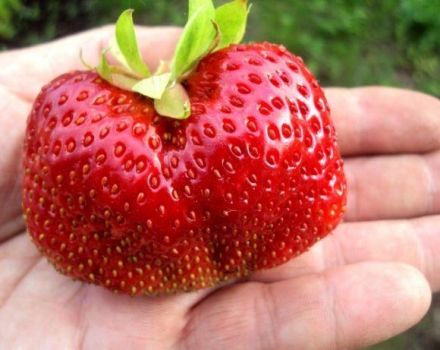 Description and characteristics of the Gigantella strawberry variety, planting, growing and care