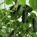 Why do cucumber leaves turn yellow in a greenhouse and what to do