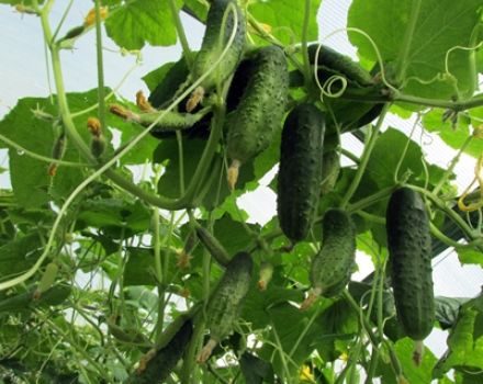 Why do cucumber leaves turn yellow in a greenhouse and what to do