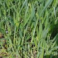 How to get rid of wheatgrass, a description of the best herbicides and weed control measures