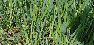 How to get rid of wheatgrass, a description of the best herbicides and weed control measures