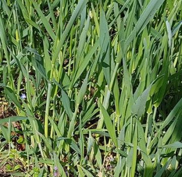 Cara menghilangkan rumput gandum, penerangan mengenai racun rumpai terbaik dan langkah-langkah kawalan rumpai