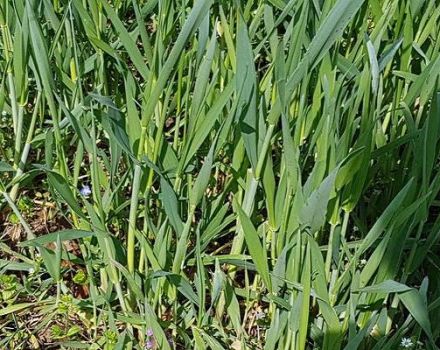 Paano mapupuksa ang wheatgrass, isang paglalarawan ng pinakamahusay na mga halamang gamot at mga panukala sa control ng damo