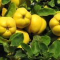 How to plant and care for quince in the open field, breeding methods and pest and disease control