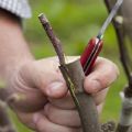 Comment planter correctement un pommier en été, au printemps et en automne avec des boutures fraîches pour les débutants étape par étape