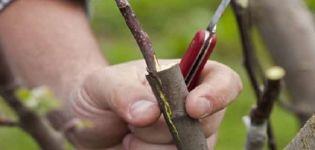 Com plantar adequadament una pomera a l’estiu, primavera i tardor amb esqueixos frescos per a principiants