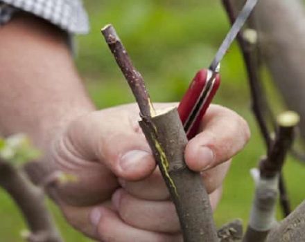 Comment planter correctement un pommier en été, au printemps et en automne avec des boutures fraîches pour les débutants étape par étape