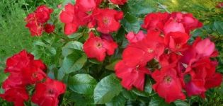 Description and characteristics of Robusta roses, subtleties of planting and care