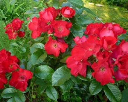 Description and characteristics of Robusta roses, subtleties of planting and care