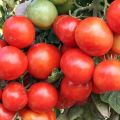 Ciri dan keterangan mengenai varieti tomato awal Ural, ketinggian tanaman