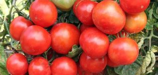 Characteristics and description of the Ural early tomato variety, plant height