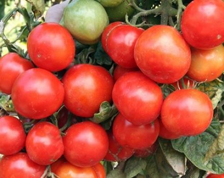 Ciri dan keterangan mengenai varieti tomato awal Ural, ketinggian tanaman