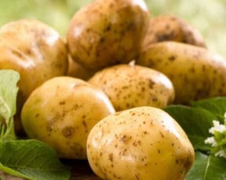 Description of the Lorkh potato variety, features of cultivation and care