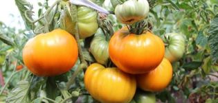 Description de la variété de tomate Golden Age, ses caractéristiques et sa productivité