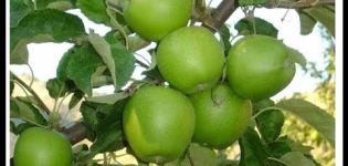 Popis a charakteristika ovocných odrůd jabloní Granny Smith, pěstování a péče