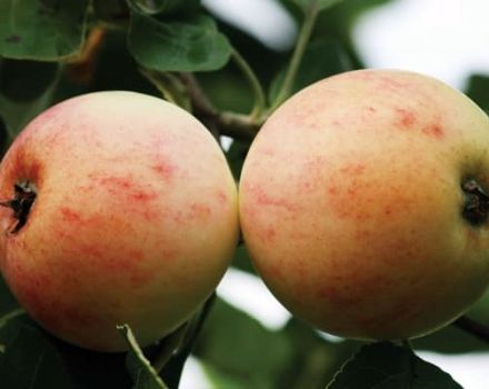 Description of the Kutuzovets apple variety and the history of breeding, regions for cultivation