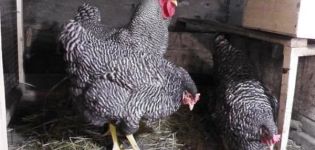 Description et caractéristiques de la race de poulet Amroks, règles d'entretien et de soins