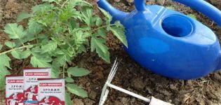 Règles pour nourrir les tomates avec de la levure et comment fabriquer soi-même de l'engrais