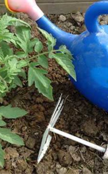 Règles pour nourrir les tomates avec de la levure et comment fabriquer soi-même de l'engrais