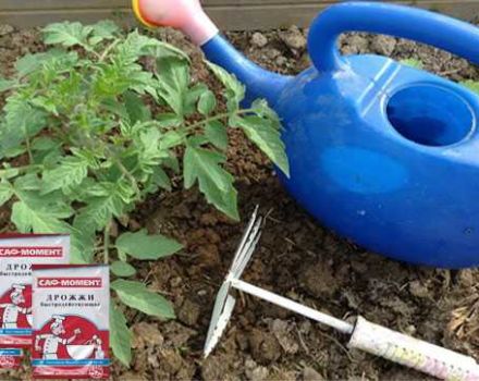 Rules for feeding tomatoes with yeast and how to make fertilizer yourself