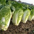 How can you treat Peking cabbage from pests to combat them