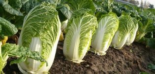 How can you treat Peking cabbage from pests to combat them