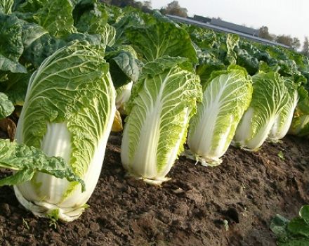 How can you treat Peking cabbage from pests to combat them