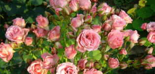 Description et caractéristiques des variétés de variétés de roses Lydia, plantation et soins