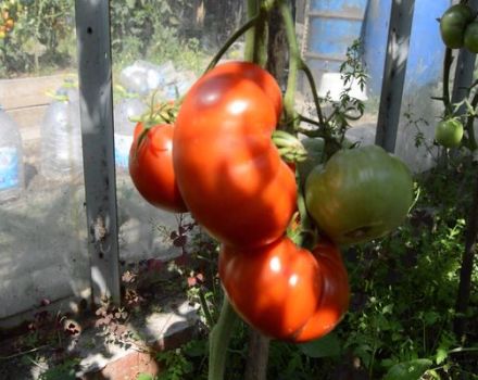 Description de la variété de tomate Gigant Novikova, avis et rendement