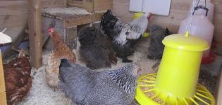 The better and cheaper to heat a chicken coop in winter, how to choose a heater