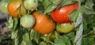 Description of the early variety of tomato Kapitan and its characteristics