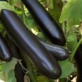 Description of the eggplant variety Ilya Muromets, its characteristics and yield