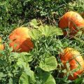 Description of popular varieties of bush pumpkin, their cultivation and yield