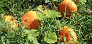 Description of popular varieties of bush pumpkin, their cultivation and yield