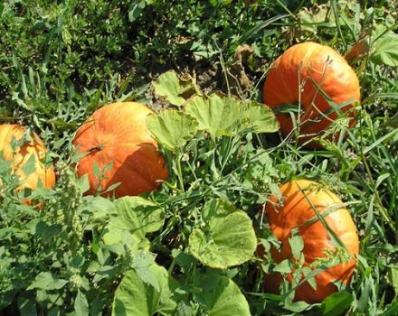 Descripción de las variedades populares de calabaza arbustiva, su cultivo y rendimiento.