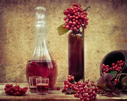 TOP 8 simple recipes for making mountain ash wine at home