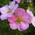 Descripción y características de la variedad Potentilla de la Princesa, plantación y cuidados