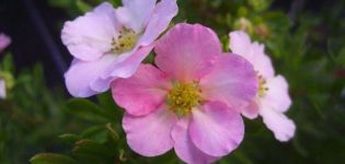 Description et caractéristiques des variétés de Potentilla Princess, plantation et entretien