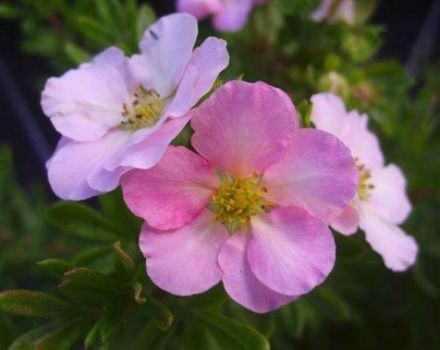 Penerangan dan ciri-ciri Potentilla varietas Puteri, penanaman dan penjagaan