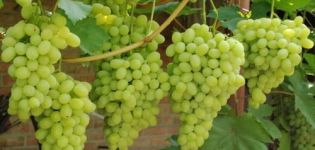 Description of the Laura grape variety and characteristics of fruiting, especially cultivation and care