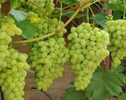 Description of the Laura grape variety and characteristics of fruiting, especially cultivation and care