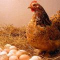 Why chickens lay eggs with thin shells and what to do, how to feed