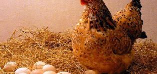 Pourquoi les poulets pondent des œufs à coquille fine et que faire, comment se nourrir