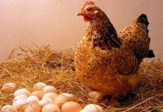 Why chickens lay eggs with thin shells and what to do, how to feed