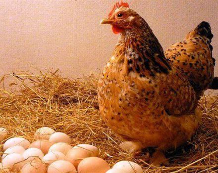 Por qué las gallinas ponen huevos con cáscaras finas y qué hacer, cómo alimentar